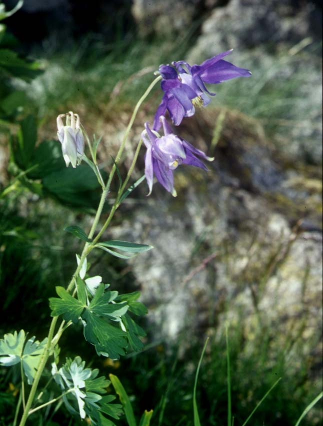 Aquilegia alpina / Aquilegia maggiore